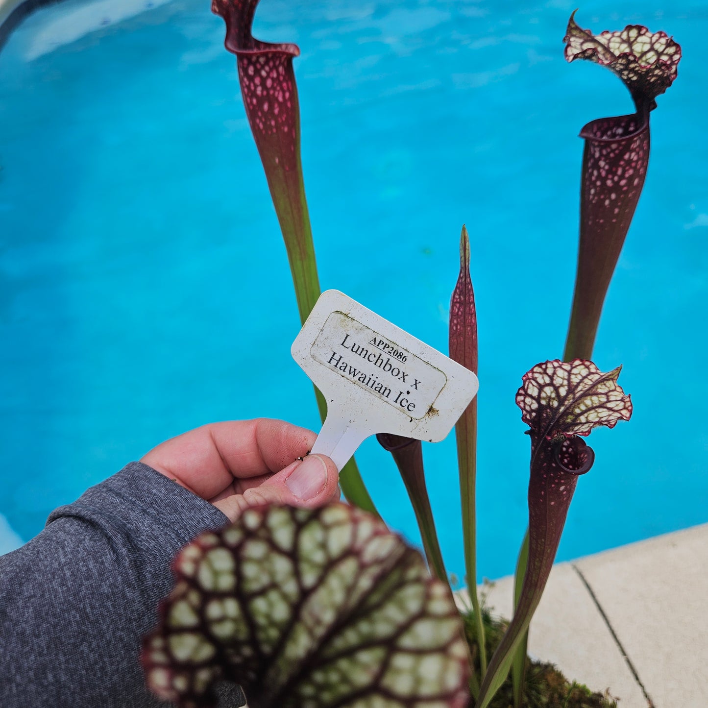 Sarracenia Pitcher Plant - Live Carnivorous Plant - "Lunchbox x Hawaiian Ice"