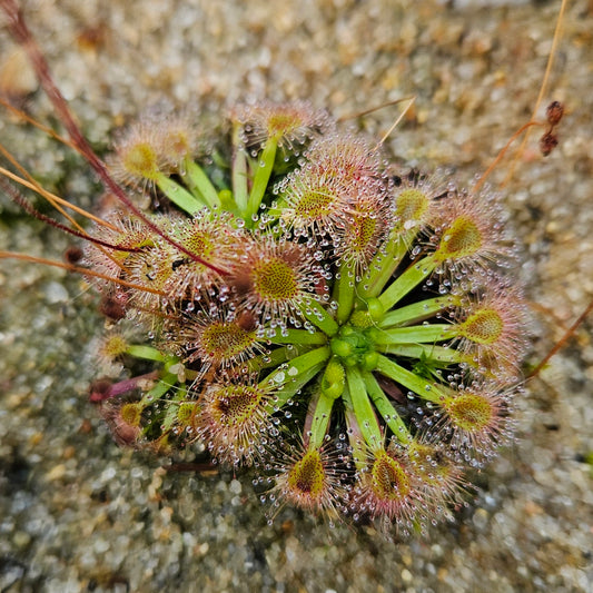 Drosera Omissa x Pulchella Sundew Live Carnivorous Plant