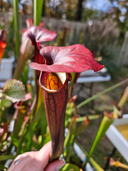 Pitcher Plant - Sarracenia Cinnamon Tube Carnivorous Live Plant