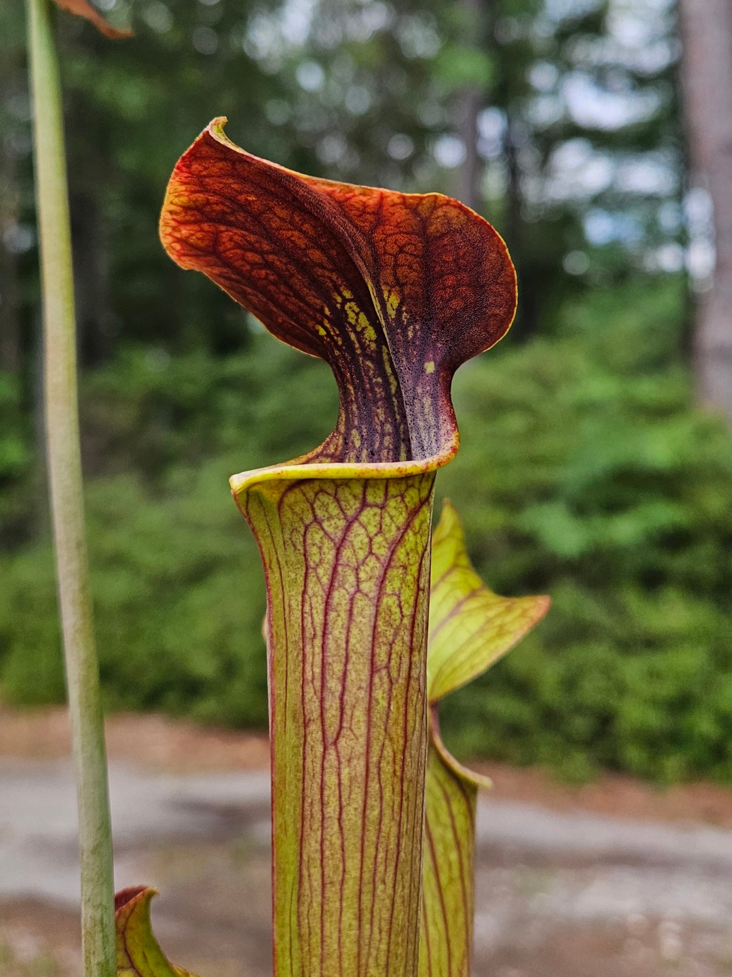 Pitcher Plant - Sarracenia "Juthatip Soper x Alata Night" Carnivorous Live Plant