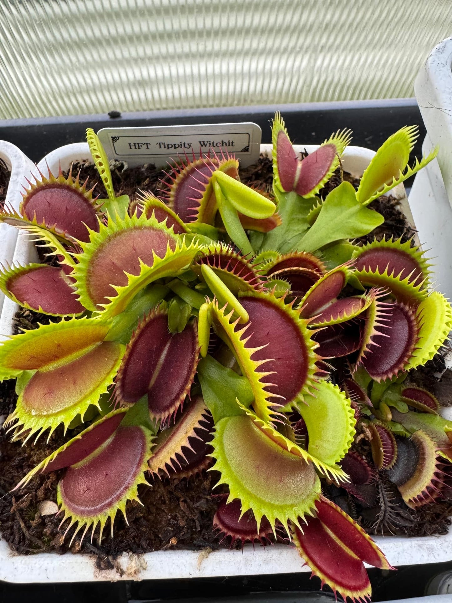 Tippity Type Hunter Flytraps 'Tippity Witchit' - Venus Flytrap Carnivorous Plant