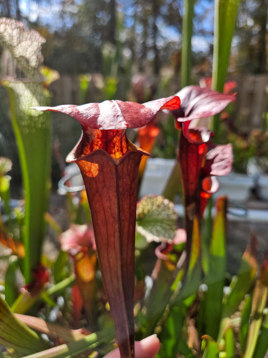 Pitcher Plant - Sarracenia Cinnamon Tube Carnivorous Live Plant