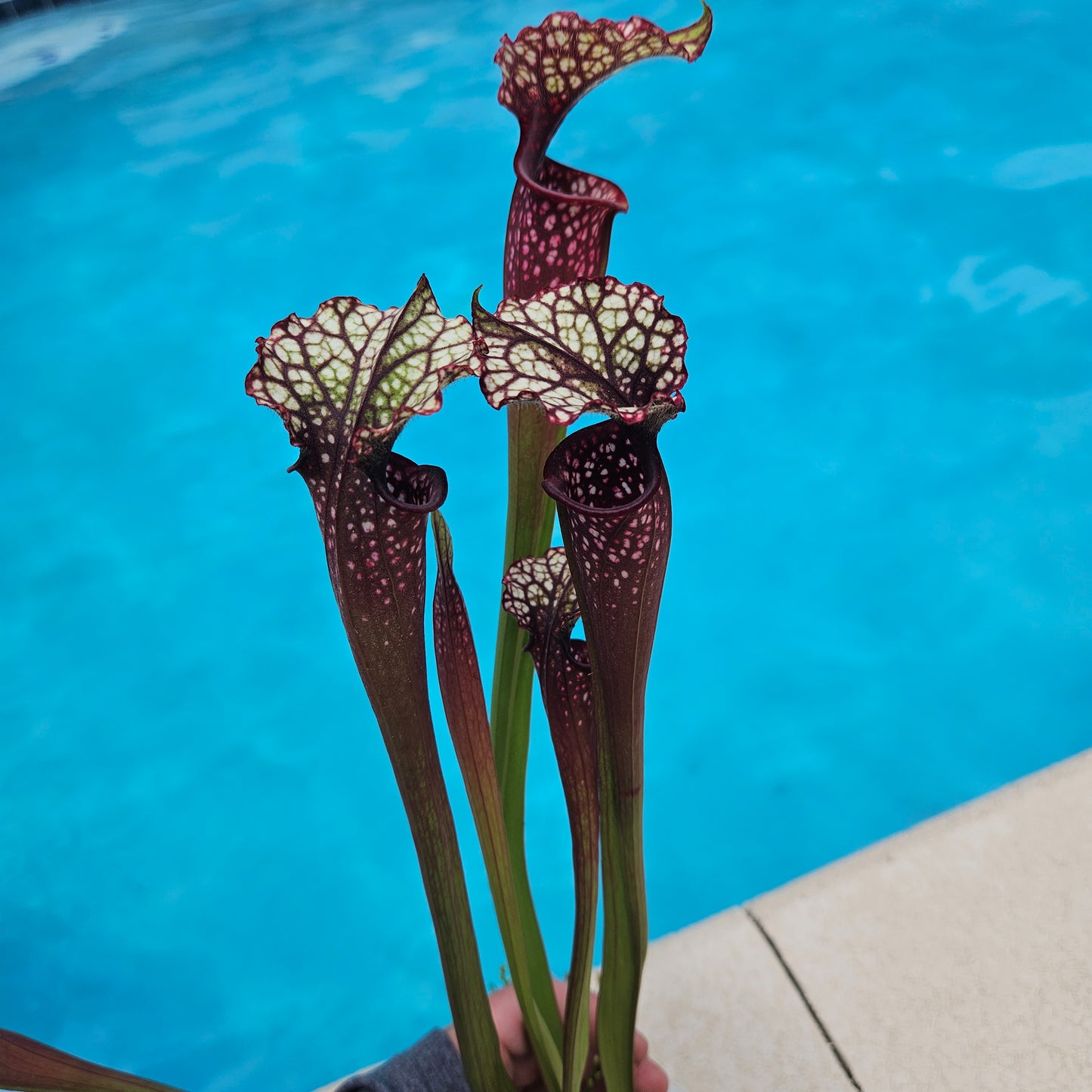 Sarracenia Pitcher Plant - Live Carnivorous Plant - "Lunchbox x Hawaiian Ice"