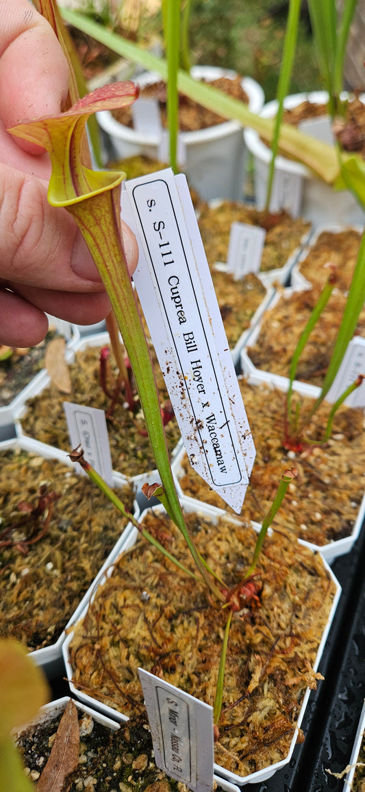Pitcher Plant Sarracenia - S-111 Cuprea Bill Hoyer x Waccamaw - Carnivorous Live Plant