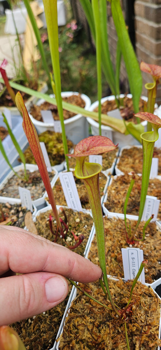 Pitcher Plant Sarracenia - S-111 Cuprea Bill Hoyer x Waccamaw - Carnivorous Live Plant