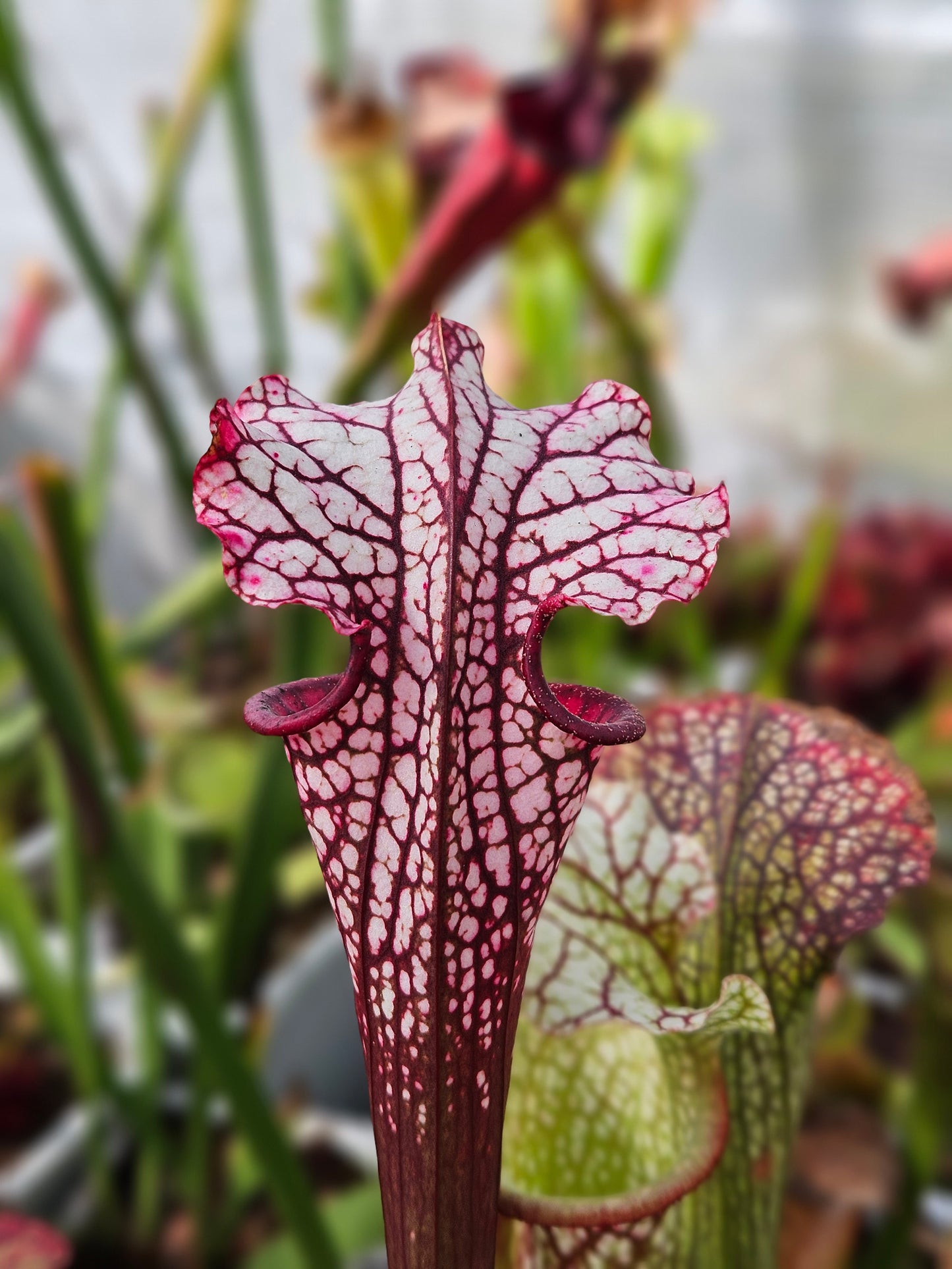 Sarracenia North American Pitcher Plant - Alucard x Oreo x Bloodmoon x Kilimanjaro - "Winter Massacre" - Live Carnivorous Plant