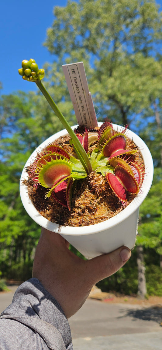 Get me that plant - 070 - HF Dorothy's Ruby Red Rippers Flytrap Carnivorous plant