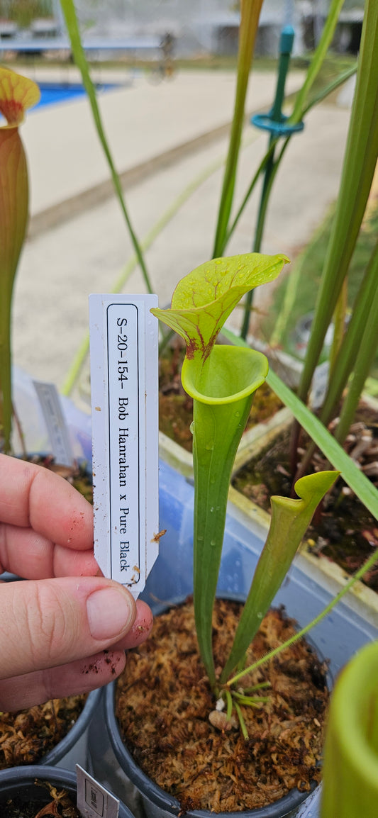 Pitcher Plant Sarracenia - S-20-154 Bob Hanrahan x Pure Black (SM) - Carnivorous Live Plant