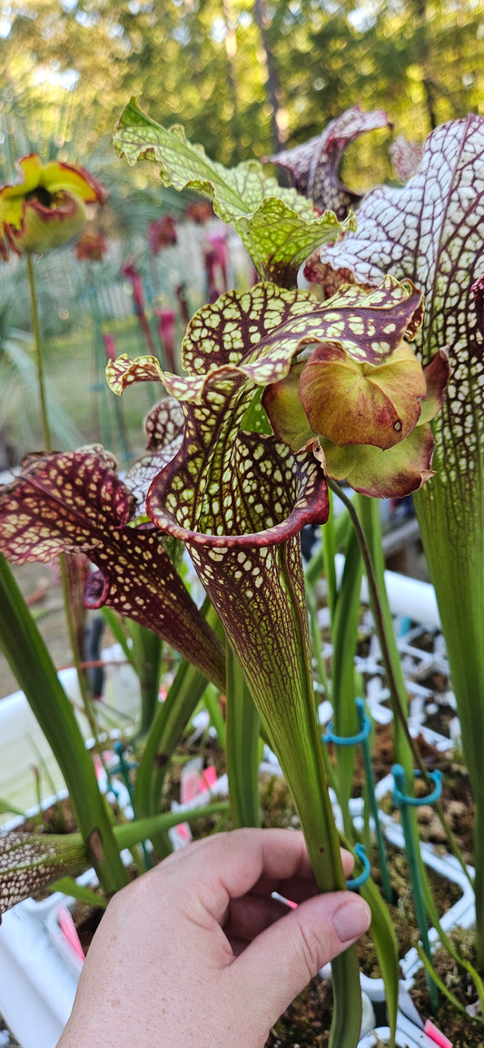 Pitcher Plant - Sarracenia Leucophylla Red (WRR x Frankin Co FL Clone B) x Adran Slack - YA - Bazooka Joe - Carnivorous Live Plant