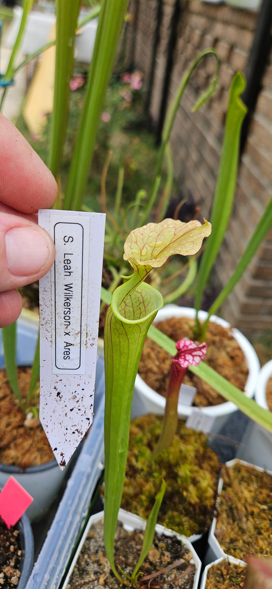 Pitcher Plant Sarracenia - Leah Wilkerson x Ares - Carnivorous Live Plant