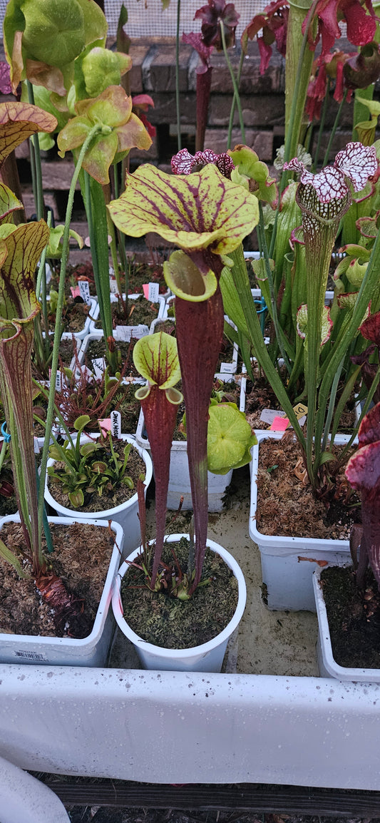 Pitcher Plant - Sarracenia Flava Rubricorpora Ultimate dark x burgundy Carnivorous Live plant