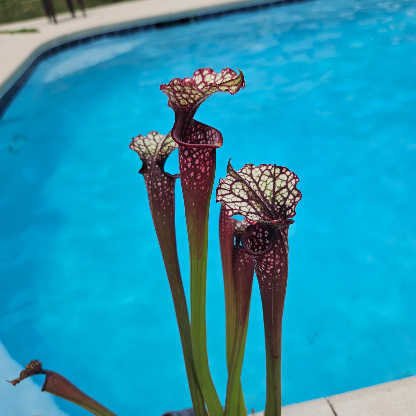 Sarracenia Pitcher Plant - Live Carnivorous Plant - "Lunchbox x Hawaiian Ice"