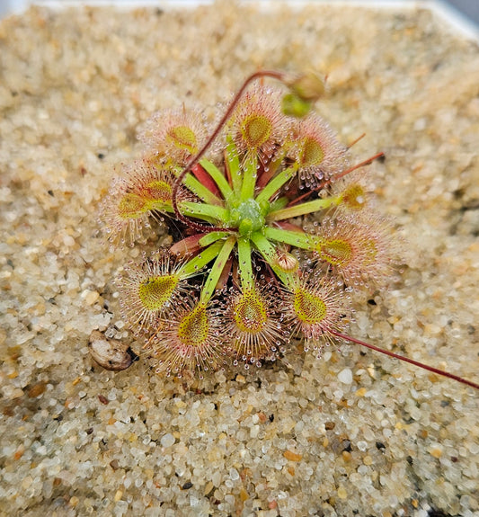 Drosera Omissa x Pulchella Sundew Live﻿﻿ Carnivorous Plant