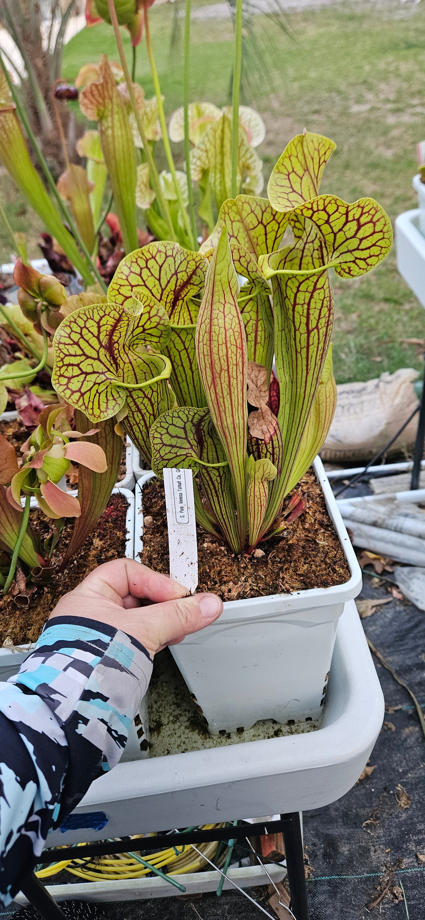 Pitcher Plant - Sarracenia Purpurea Tattnall Co, GA x Flava Black Veins Balloch Co. Ga. Carnivorous Live Plant