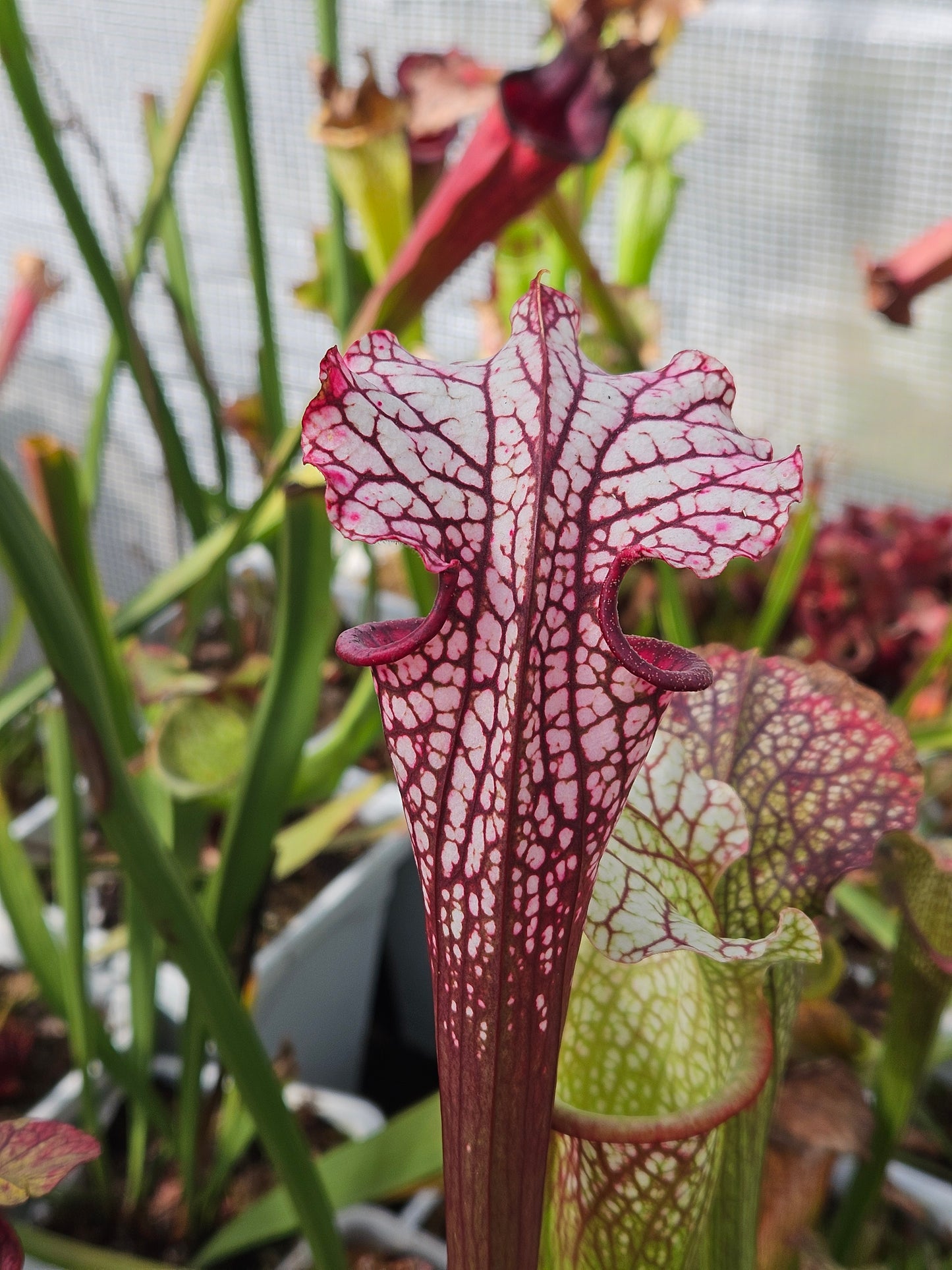 Sarracenia North American Pitcher Plant - Alucard x Oreo x Bloodmoon x Kilimanjaro - "Winter Massacre" - Live Carnivorous Plant