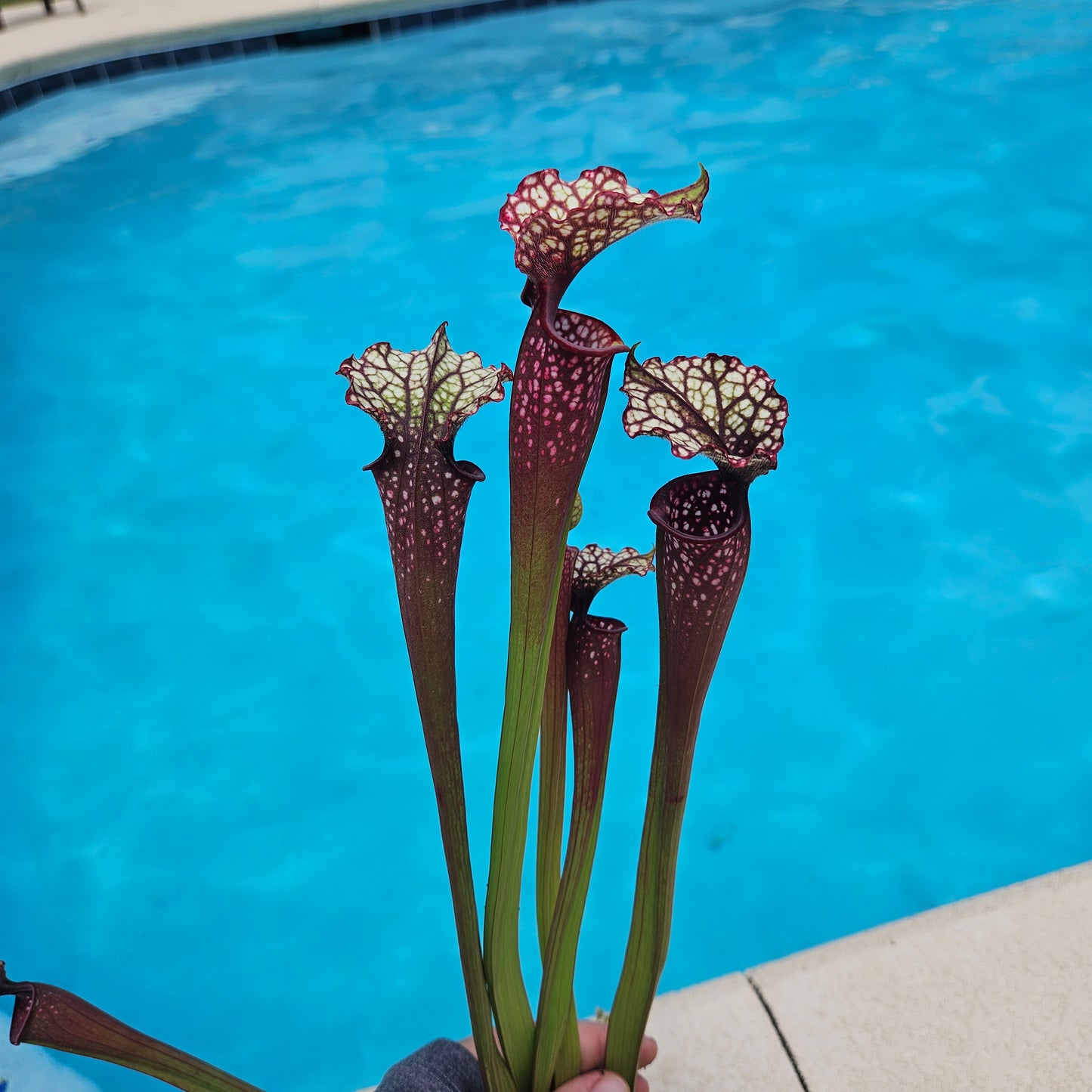 Sarracenia Pitcher Plant - Live Carnivorous Plant - "Lunchbox x Hawaiian Ice"