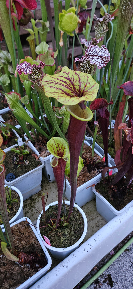 Pitcher Plant - Sarracenia Flava Rubricorpora Ultimate dark x burgundy Carnivorous Live plant