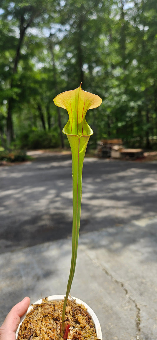 Pitcher Plant Sarracenia - S-20-117 Cuprea McClellanville x Waccamaw - Carnivorous Live Plant