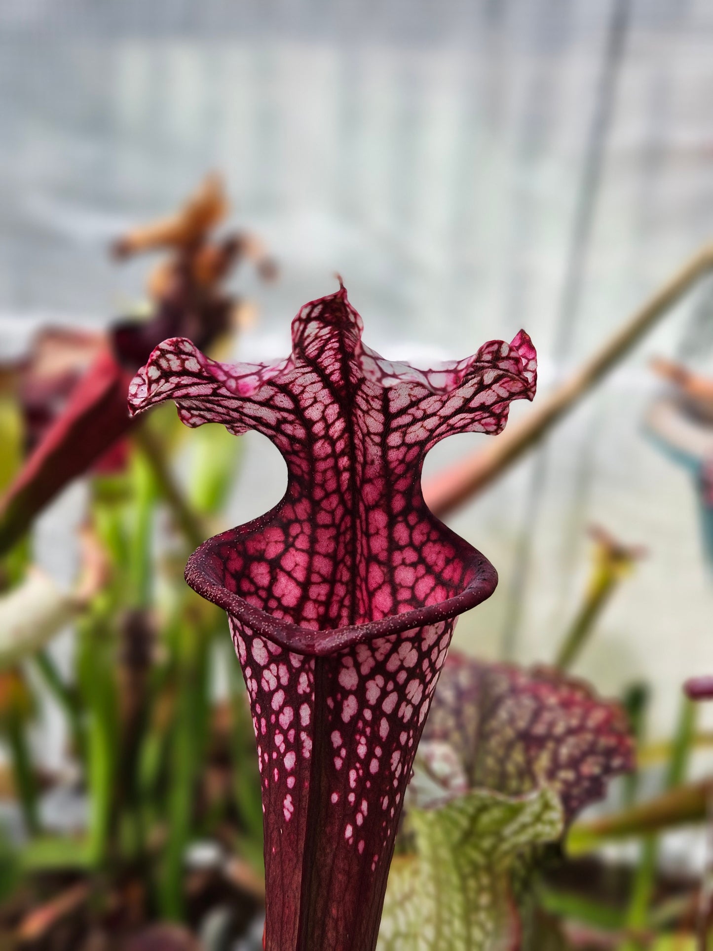 Sarracenia North American Pitcher Plant - Alucard x Oreo x Bloodmoon x Kilimanjaro - "Winter Massacre" - Live Carnivorous Plant