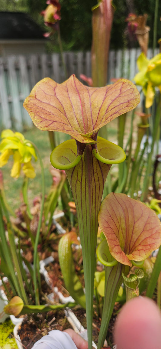 Pitcher Plant - Sarracenia Heavily Veined Flava - Carnivorous Live Plant