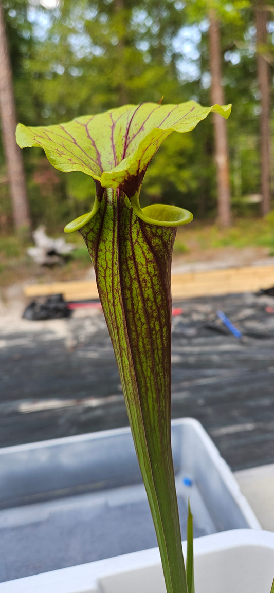 S-20-072 - F71 x F105