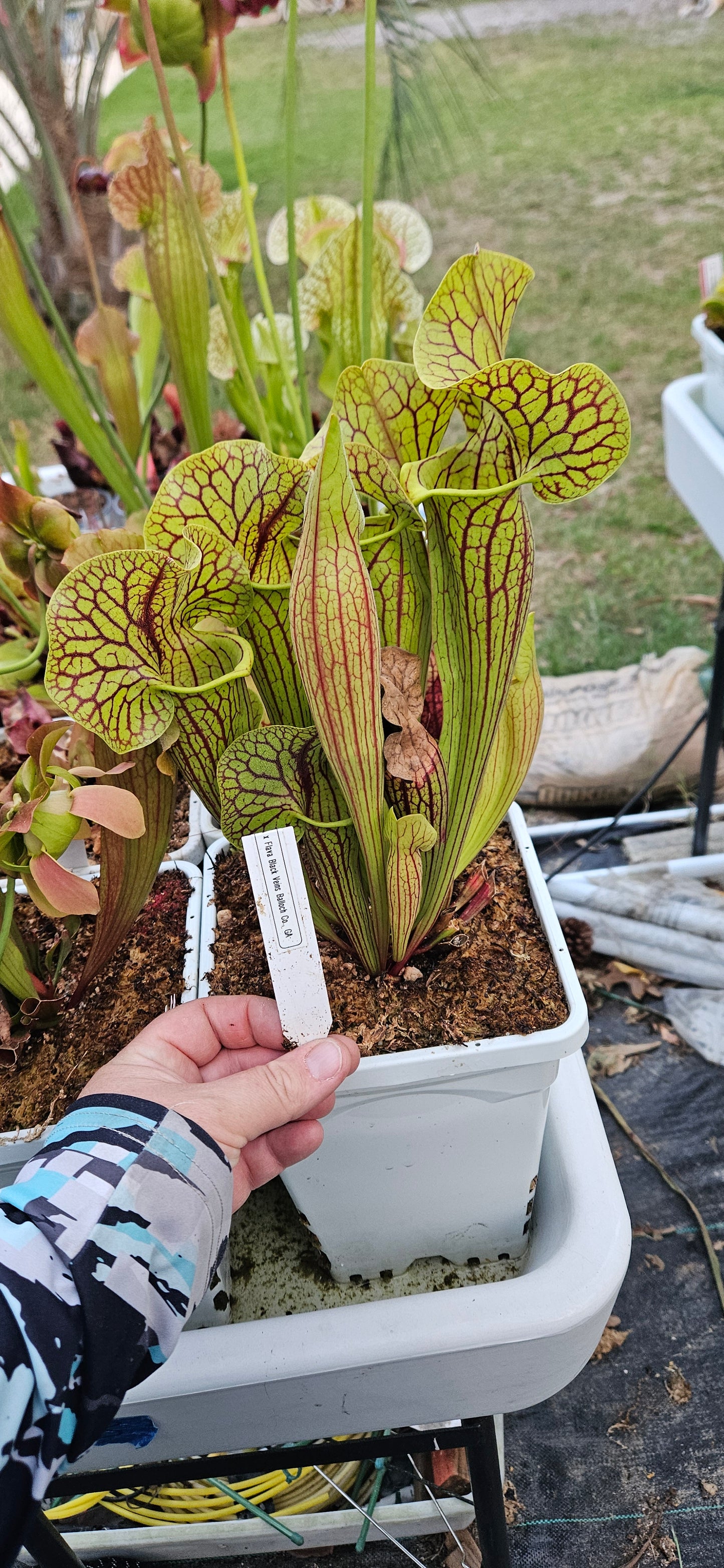 Pitcher Plant - Sarracenia Purpurea Tattnall Co, GA x Flava Black Veins Balloch Co. Ga. Carnivorous Live Plant