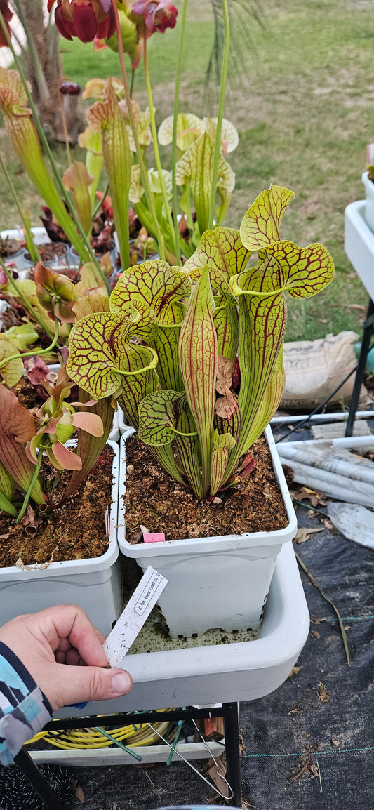 Pitcher Plant - Sarracenia Purpurea Tattnall Co, GA x Flava Black Veins Balloch Co. Ga. Carnivorous Live Plant