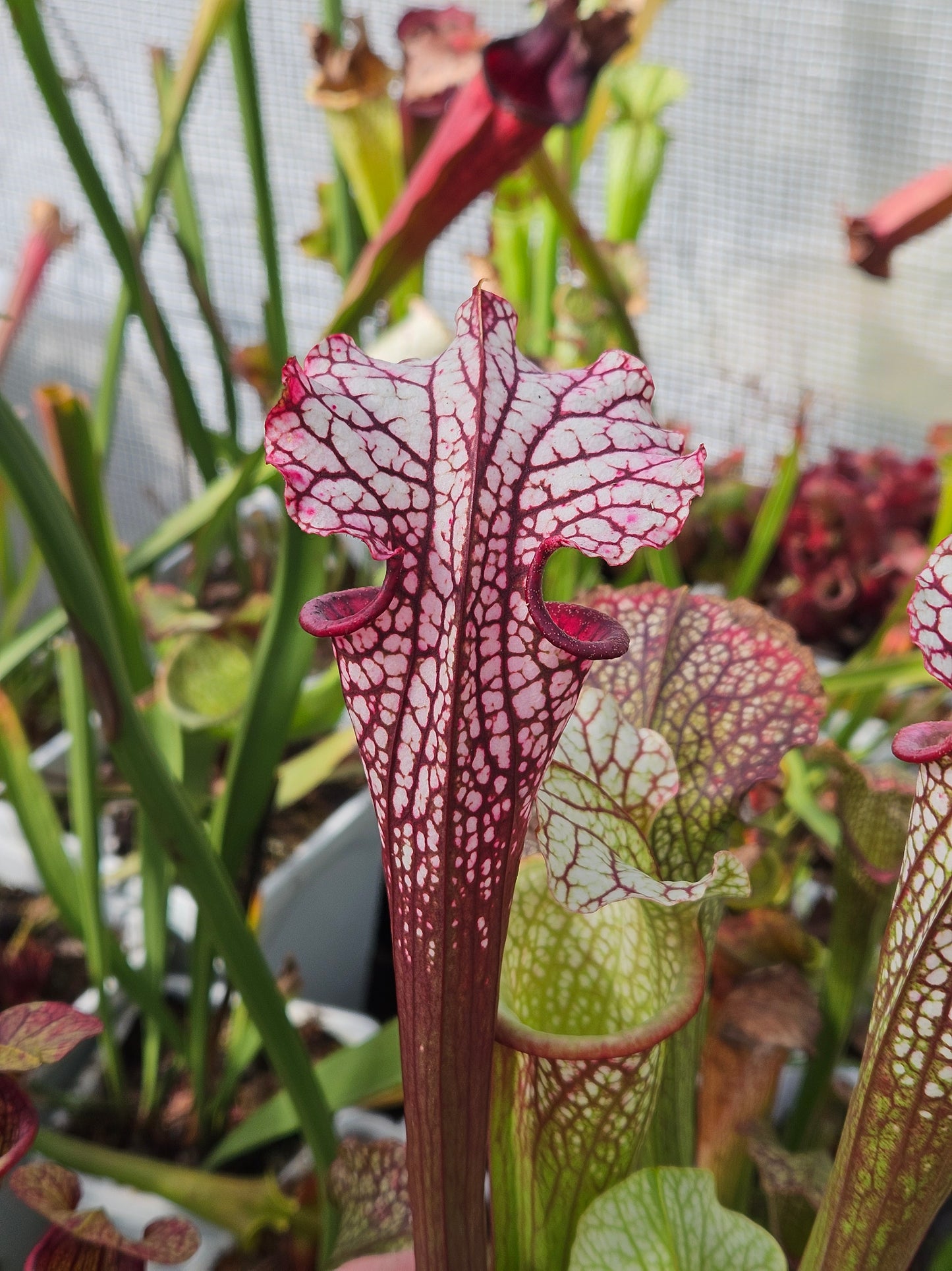 Sarracenia North American Pitcher Plant - Alucard x Oreo x Bloodmoon x Kilimanjaro - "Winter Massacre" - Live Carnivorous Plant