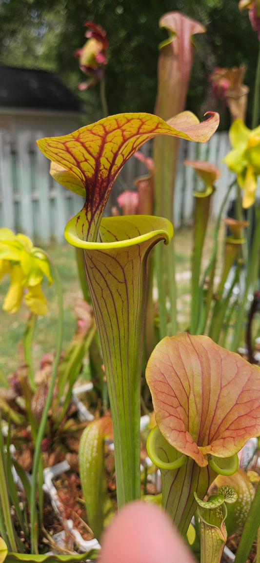 Pitcher Plant - Sarracenia Heavily Veined Flava - Carnivorous Live Plant