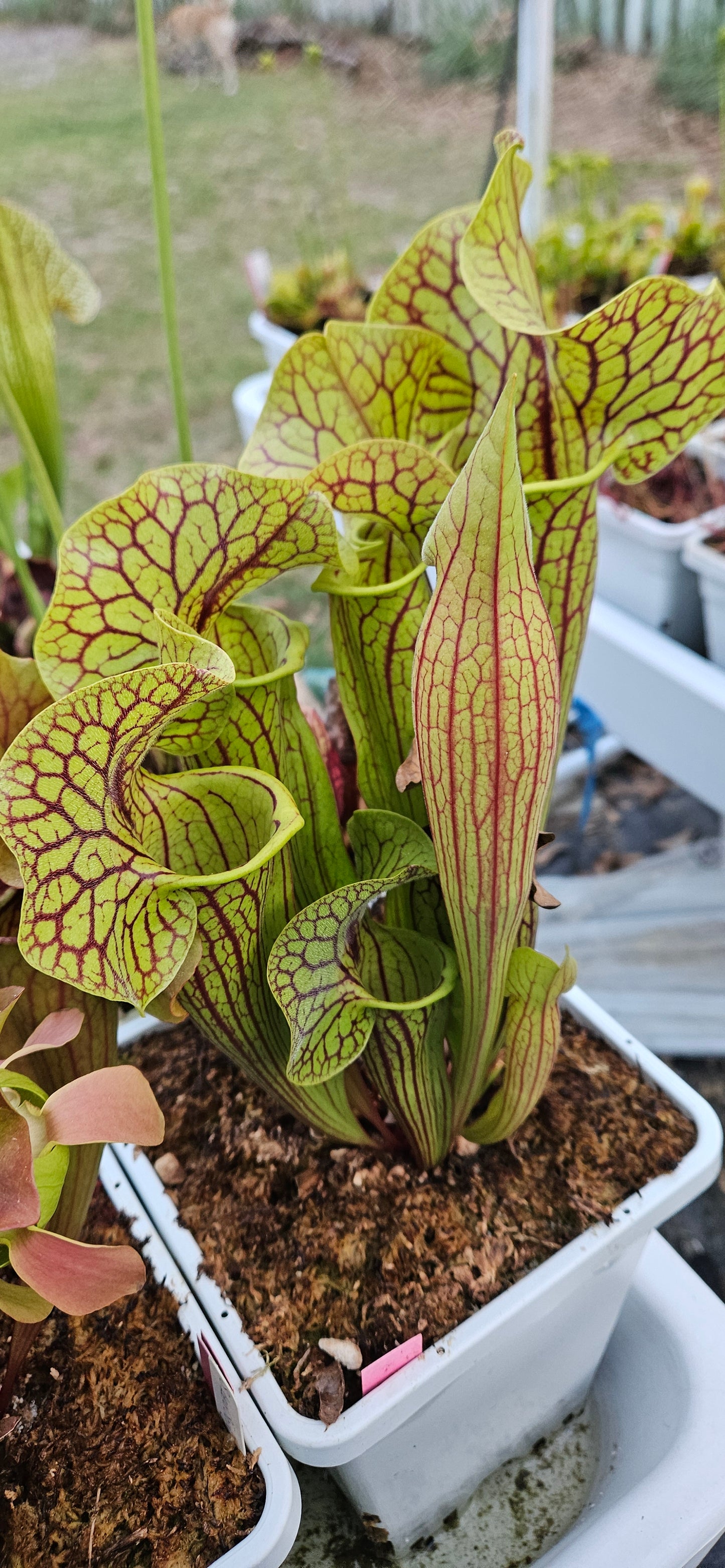 Pitcher Plant - Sarracenia Purpurea Tattnall Co, GA x Flava Black Veins Balloch Co. Ga. Carnivorous Live Plant