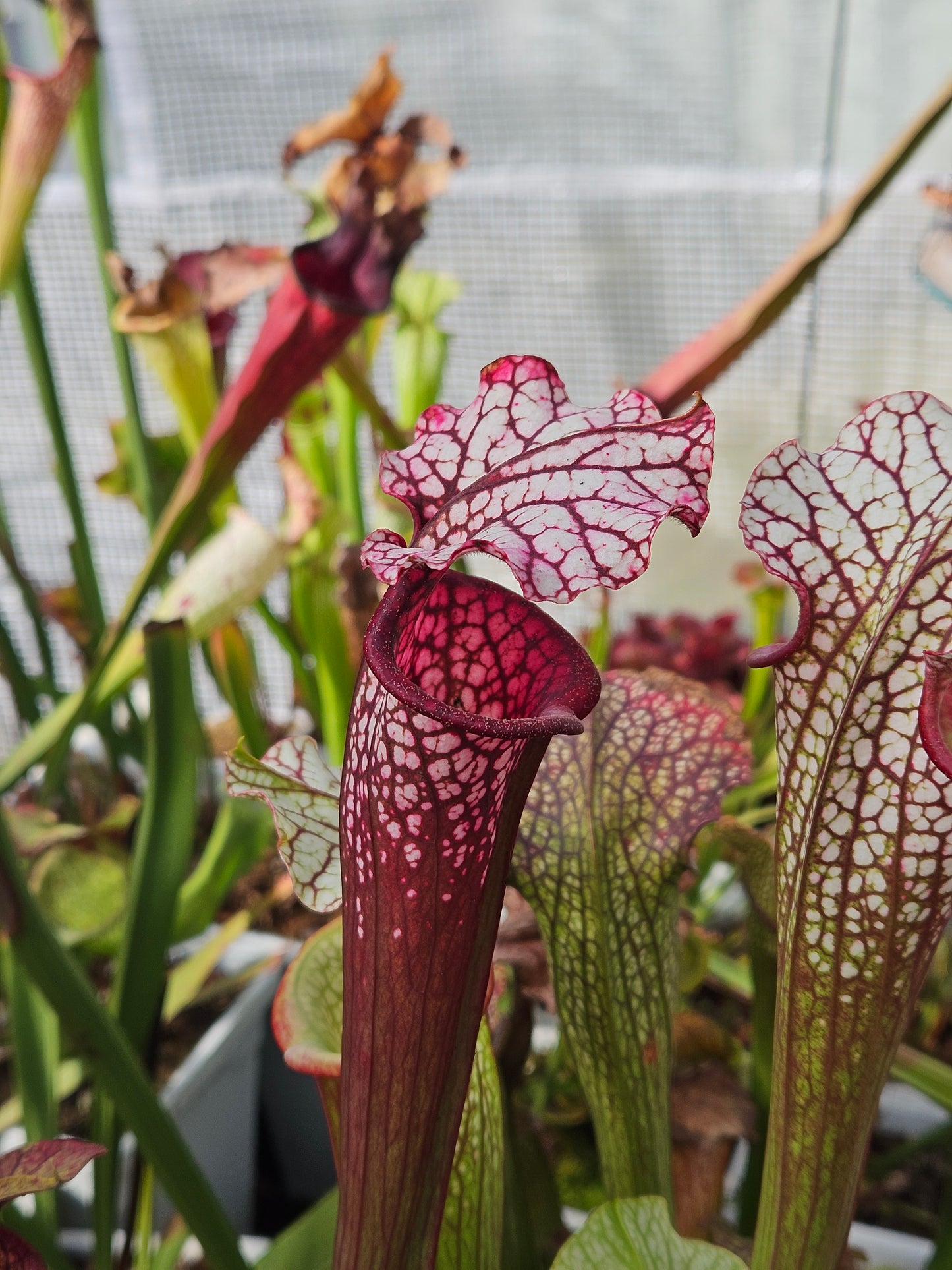 Sarracenia North American Pitcher Plant - Alucard x Oreo x Bloodmoon x Kilimanjaro - "Winter Massacre" - Live Carnivorous Plant