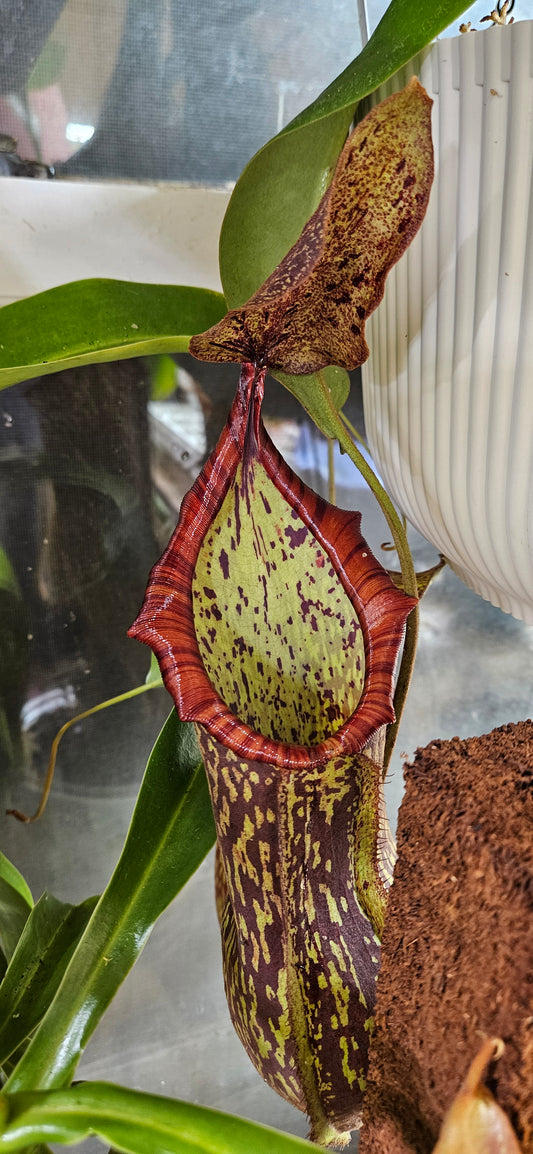Nepenthes Alata Giant x (Helen x Spec)