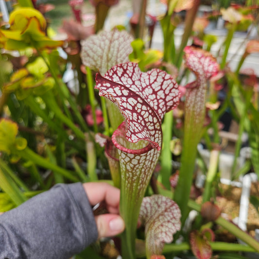 Pitcher Plant - Sarracenia Alucard x Oreo x Bloodmoon x Killamanjaro - various seedling - Carnivorous Live Plant