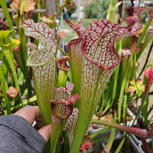 Pitcher Plant - Sarracenia Alucard x Oreo x Bloodmoon x Killamanjaro - various seedling - Carnivorous Live Plant