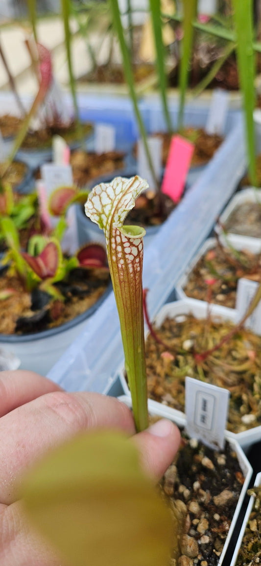 Pitcher Plant Sarracenia - Jeremiah Typical - Carnivorous Live Plant