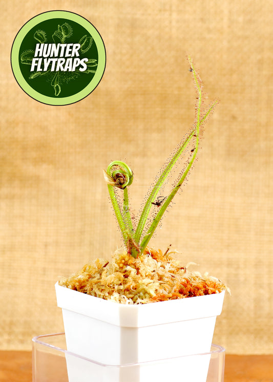 Drosera Regia King Sundew Carnivorous Plant