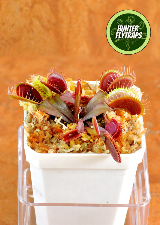 Petite Dragon - Venus Flytrap Carnivorous Live Plant