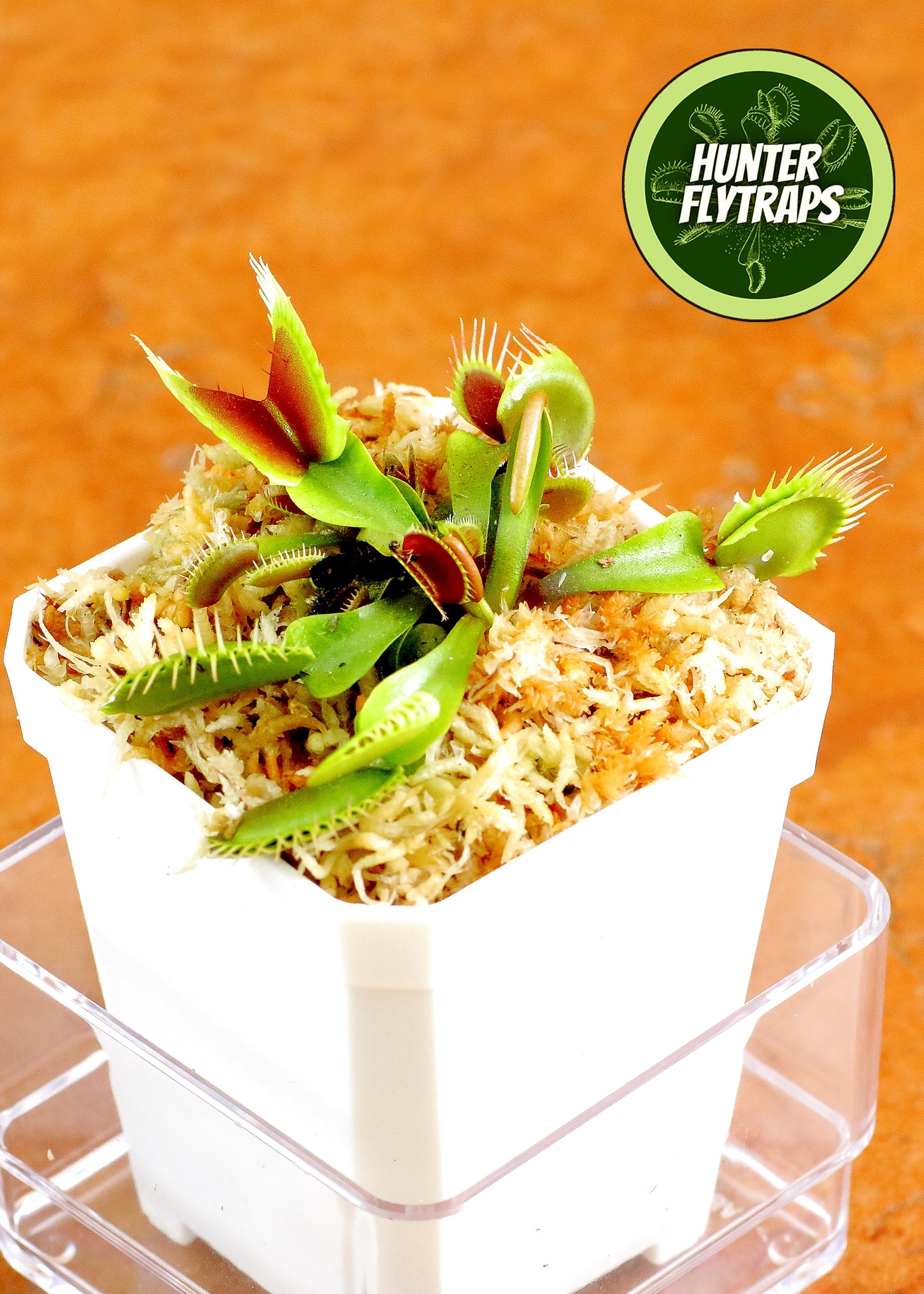 Jaws x Petite Dragon - Venus Flytrap Carnivorous Plant