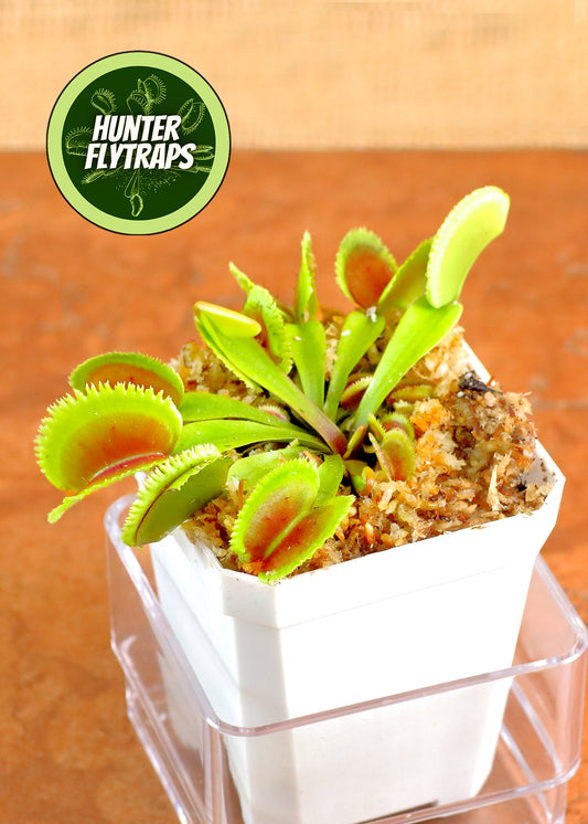 CCCP Orca - Venus Flytrap Carnivorous Plant