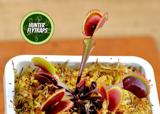 FTS Crimson Sawtooth - Venus Flytrap Carnivorous live plant