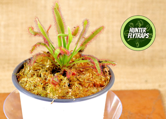 Drosera Hercules x Self Sundew Carnivorous Plant
