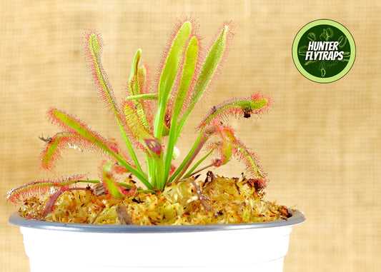 Drosera Hercules x Self Sundew Carnivorous Plant