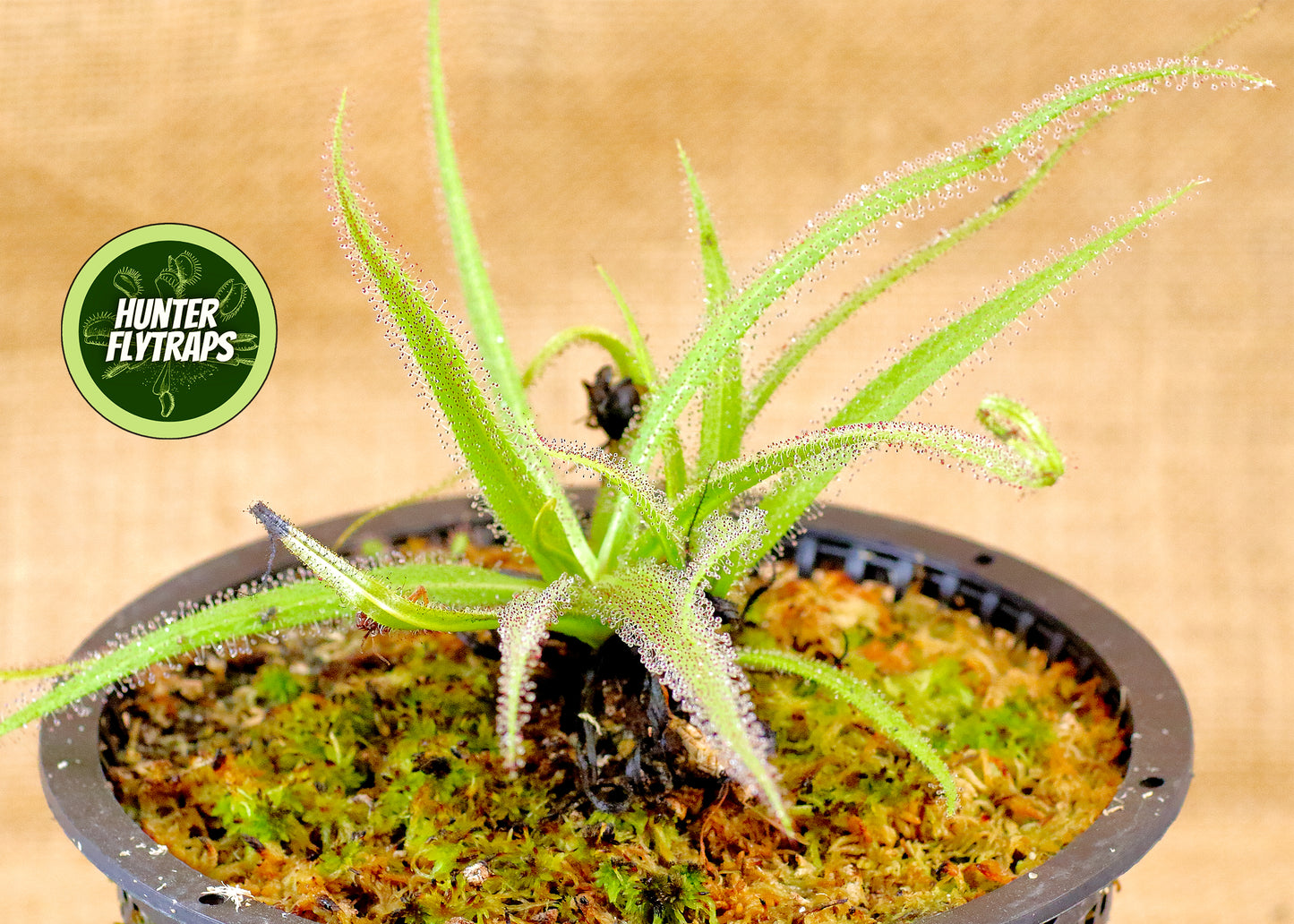 Drosera Regia King Sundew Carnivorous Plant