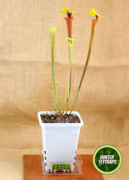 Pitcher Plant - Sarracenia Flava Rubricorpora Carnivorous Live Plant