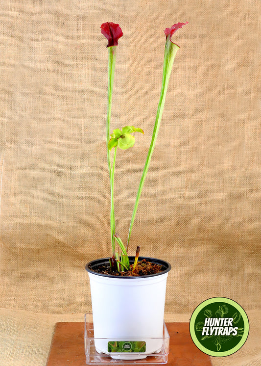 Pitcher Plant - Sarracenia Excellens x flava maxima x leucophylla Carnivorous Live plant