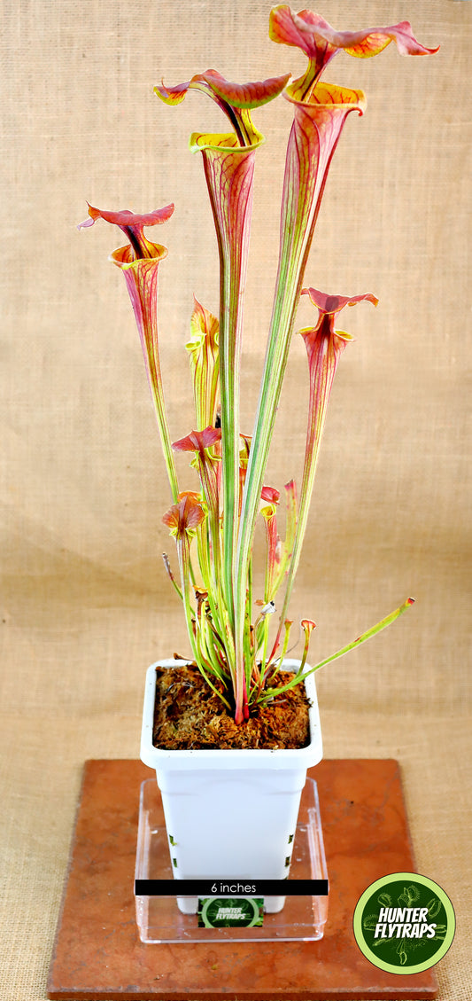 Pitcher Plant - Sarracenia Cuprea hybrid Carnivorous plant