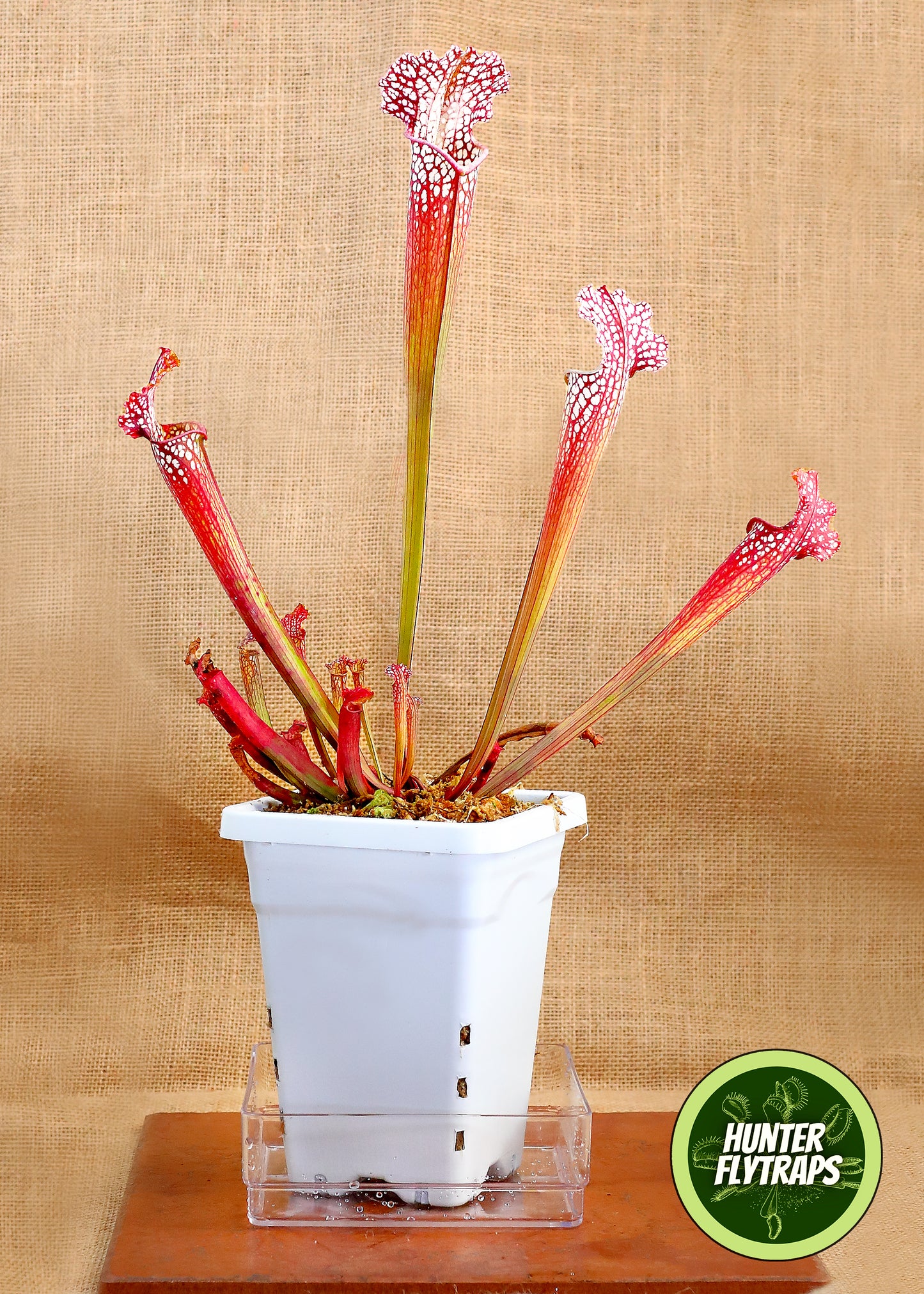 Pitcher Plant - Sarracenia Farnhamii Carnivorous Plant
