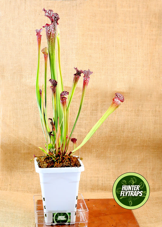 Pitcher Plant - Sarracenia Leucophylla Samson x Elvis Wilkerson Carnivorous Live Plant