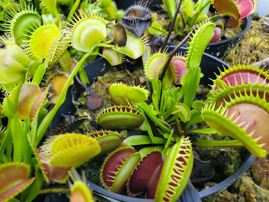 Jaws - Venus Flytrap Carnivorous Plant (LARGE)