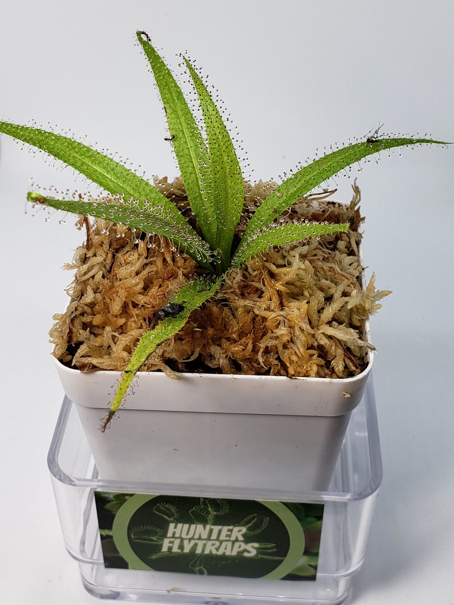 Drosera Regia King Sundew Carnivorous Plant